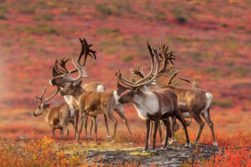 Curious herd of Barrenland Caribou keep an eye out for predators in Canada's Northwest Territories - obrazy, fototapety, plakaty
