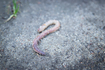 earthworm on asphalt loneliness concept biohumus, ecology,