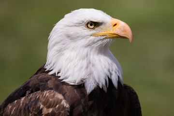 Majestic  and beautiful Bald Eagle intently watching its surroundings in the Grassland region of Alberta
