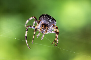 live cross spider on green