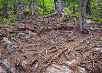 net of tree roots