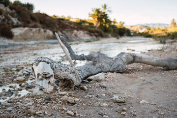 abandoned tree branch in dry river