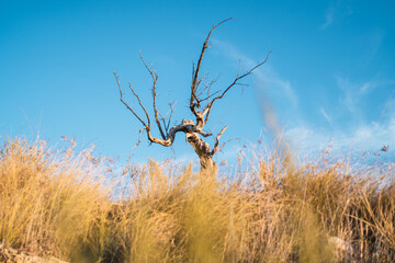 Dry tree in the middle of the wheat field