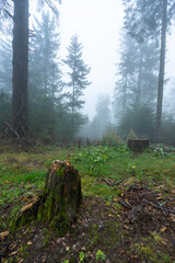Herbstliche Landschaft im Schwarzwald