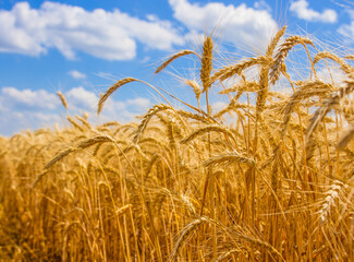 Spikelets winter wheat (Triticum L.) on the private sector in the summer