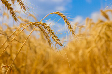 Spikelets winter wheat (Triticum L.) on the private sector in the summer