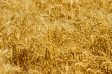 Spikelets winter wheat (Triticum L.) on the private sector in the summer