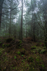 Fototapeta premium Herbstliche Landschaft im Schwarzwald