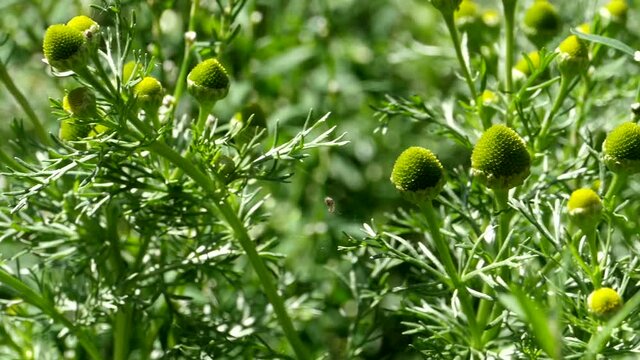 Green flowers chamomile odorous close-up camera in motion, Medicinal plant used in medicine