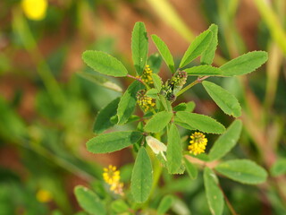 Small Melilot (Melilotus indicus)