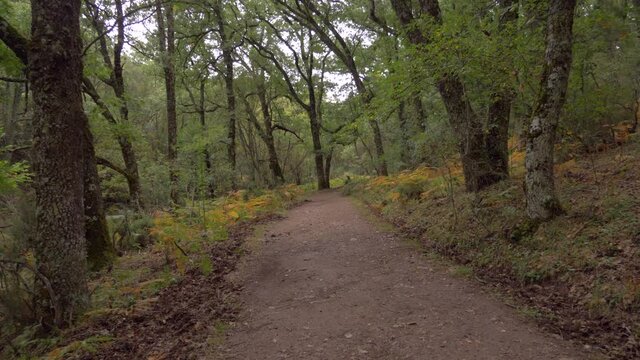 Walking along the forest path in Madrid&rsquo;s beech forest &ldquo;Hayedo de Montejo&rdquo; in autumn. 