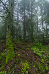 Herbstliche Landschaft im Schwarzwald
