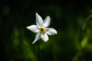 Beautiful white Daffodil alpine flower
