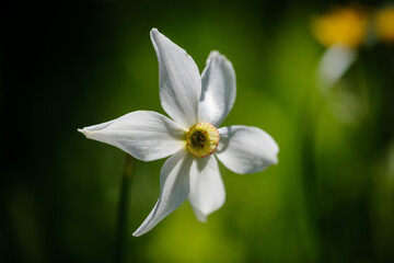 Beautiful white Daffodil alpine flower