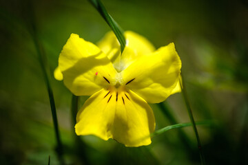 Beautiful yellow Zois' violet alpine flower