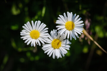 White common daisy flowers in spring
