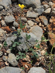 Wildflower (Argyrolobium zanonii) 