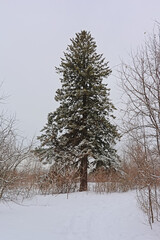 Spruce tree in the snow in Gatineau national park - picea