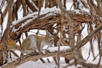 Red squirrel in a snow covered tree in Gatineau park, Canada - Tamiasciurus hudsonicus.