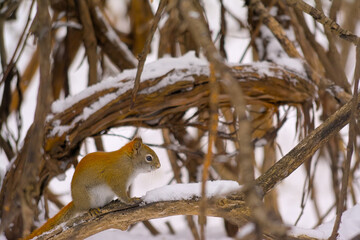 Red squirrel in a snow covered tree in Gatineau park, Canada - Tamiasciurus hudsonicus.