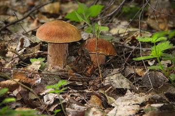 Two porcini mushrooms grow in the forest among fallen leaves