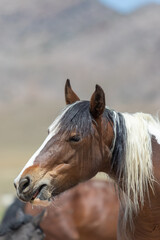 Fototapeta premium Beautiful Wild Horse in the Utah Desert