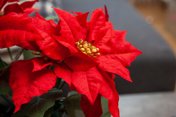 red poinsettia leaves