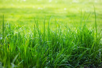 Green grass closeup in a field