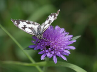 Papillon blanc et noir posé sur une fleurs