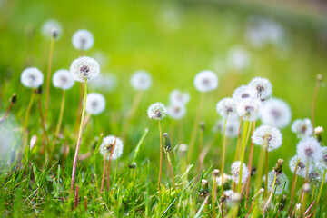 Dandelions in a field of green grass
