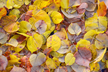 Carpet of colorful fallen leaves in the park or forest, warm fall sunny day
