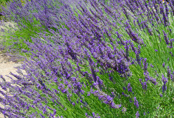 Fototapeta na wymiar Field of purple lavender closeup