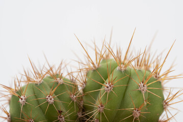 two beautiful cactus natural on soft background