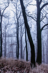 Fototapeta premium Magical old trees in fog.Amazing misty forest.Fantasy landscape with foggy forest,morning frost.Fairy forest in autumn.Fall woods.Enchanted tree.Mystical natural atmosphere.Halloween spooky scenery.