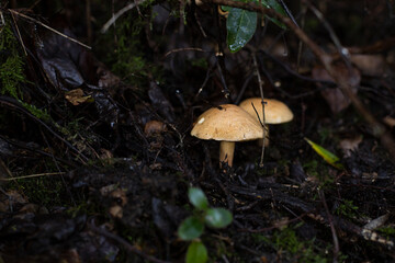 mushrooms in the forest