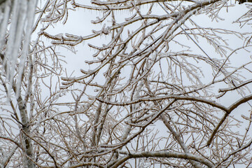 Fototapeta premium Freezing rain. Icy tree branches after an icy rain. Natural disaster.