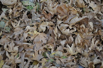 Beautiful Autum leaves on the ground. Texture of autumn maple leaves. Photographed in the autumn park.