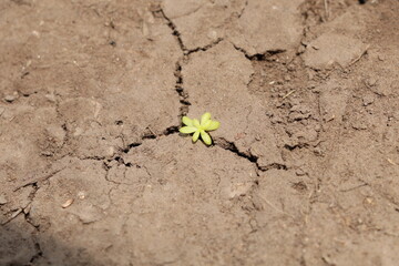 no importa donde, solo florece