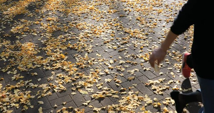 A shadow of the ginkgo street at the park in Tokyo at autumn