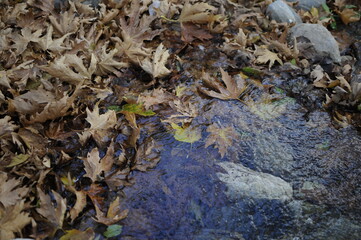 Beautiful Autum leaves on the ground. Texture of autumn maple leaves. Photographed in the autumn park.