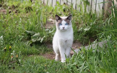 white blue-eyed cat on grass