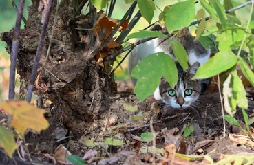 Shy cat with beautiful green eyes.