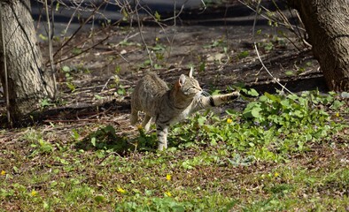 Cat dancing on the grass