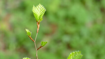 Junges Blatt im Frühling
