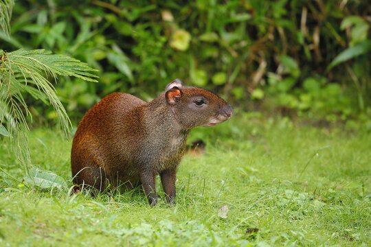 Agouti (Dasyprocta) Costa Rica