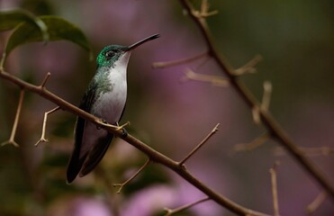 Amazillia franciae (Andean emerald) Ecuador 