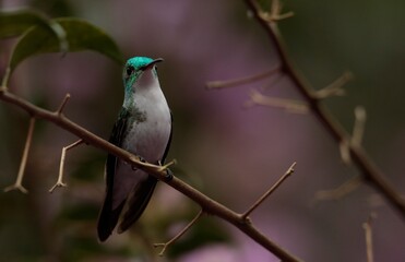 Amazillia franciae (Andean emerald) Ecuador 
