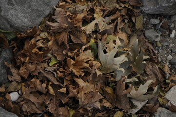 Beautiful Autum leaves on the ground. Texture of autumn maple leaves. Photographed in the autumn park.