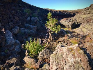 Tree in Lava Crater Mountain in Iceland