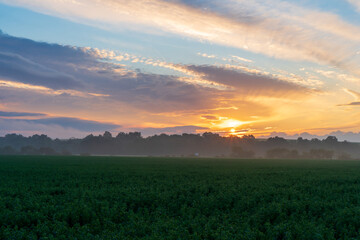 Fototapeta na wymiar green rapeseed field leading to the beautiful sunrise sky